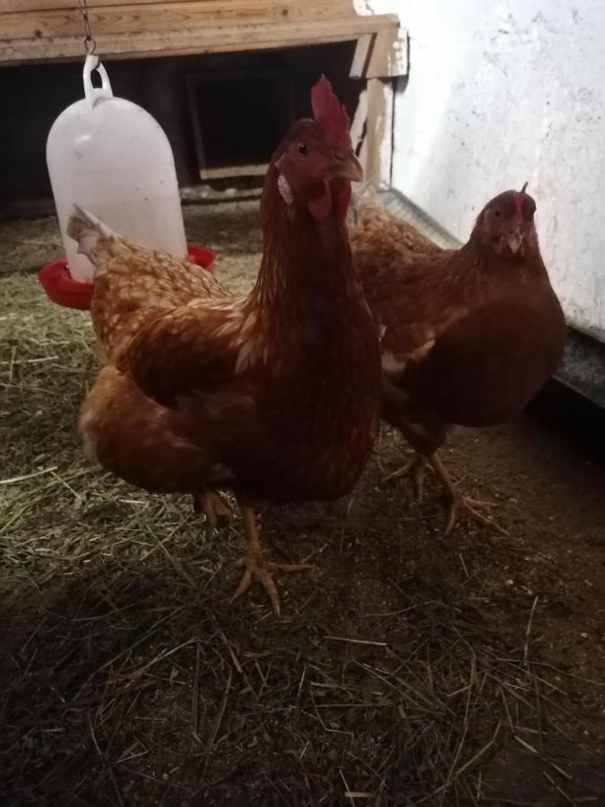 Bichlerhof Daire Hopfgarten in Defereggen Dış mekan fotoğraf